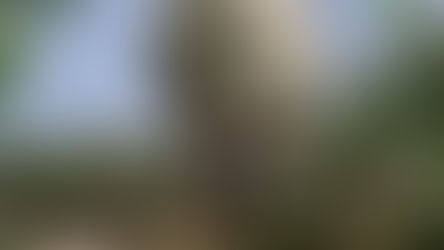 Yog, Monster from Space (1970)