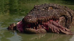 Killer Crocodile (1989)