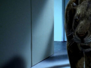 Attack of the Sabretooth (2005)