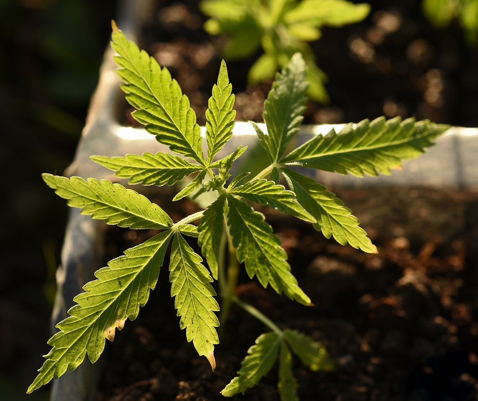 Mães que Cultivam: entre o cuidado, a resistência e a luta pela liberdade.