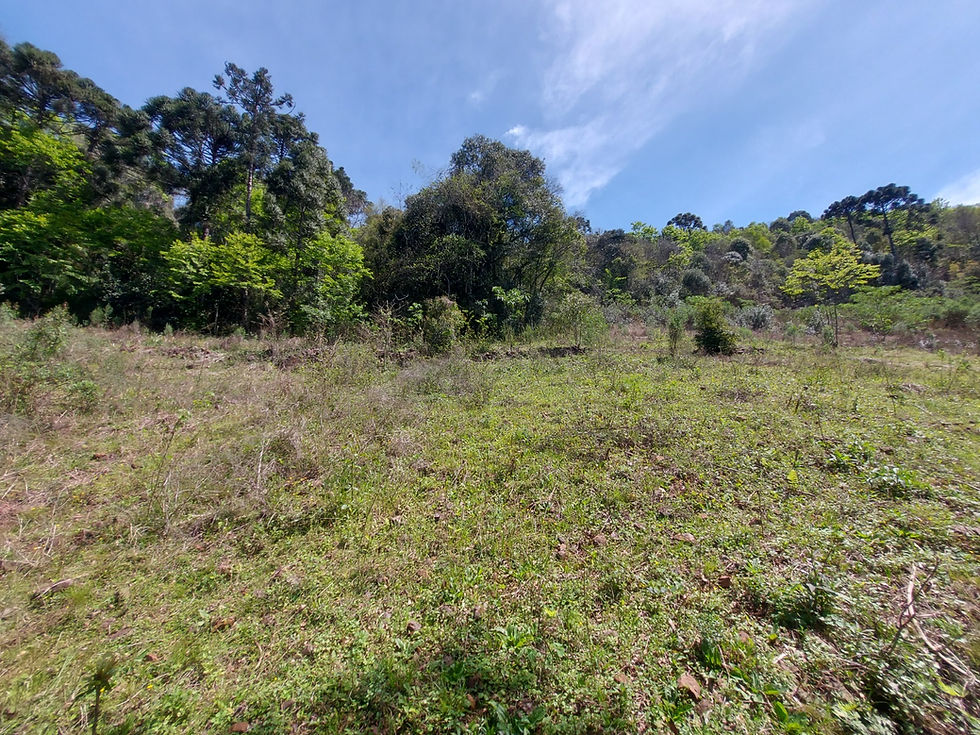 VENDO 6 HECTARES ALTO BELA VISTA - ARATIBA RS
