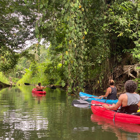 Kayak through the magroves