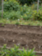 Tilled garden image