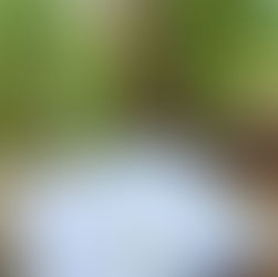 পাঠ প্রতিক্রিয়া : ছায়াতরুগাথা । ঋভু চৌধুরী