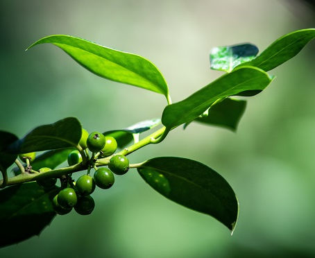 Plant-based burger craze brings a new pea plant to Manitoba