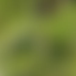 Thurs Aug 27, 6:30pm - Species at Risk in the Urban Jungle