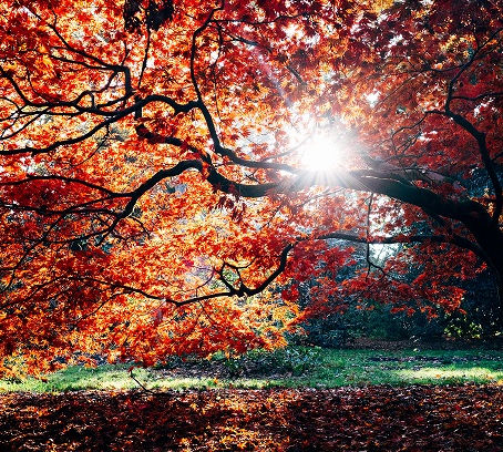 Sept 22, 3pm - Three Rivers Forest Church