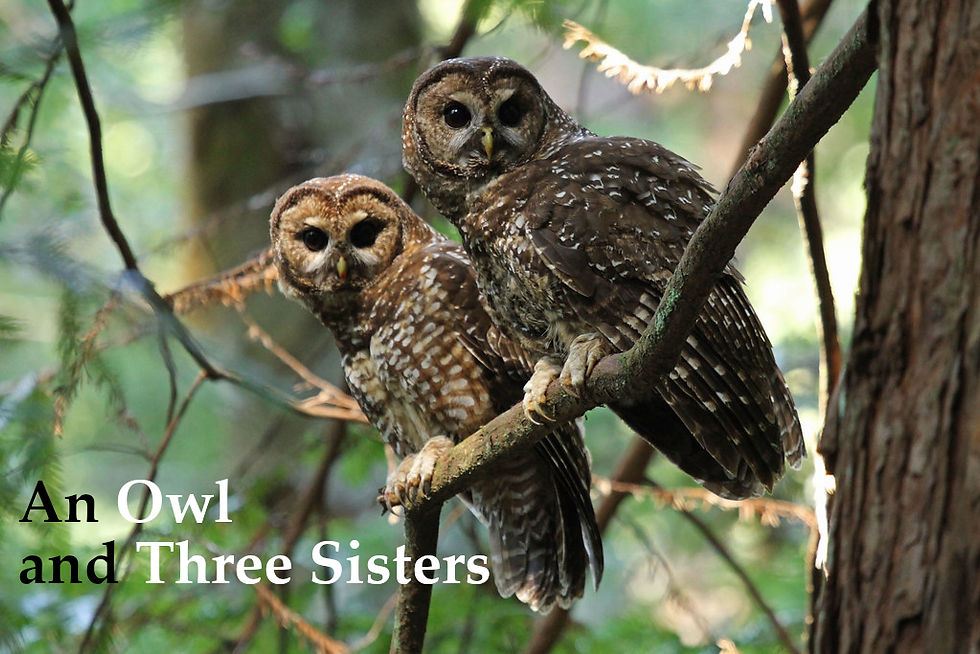 An Owl and Three Sisters