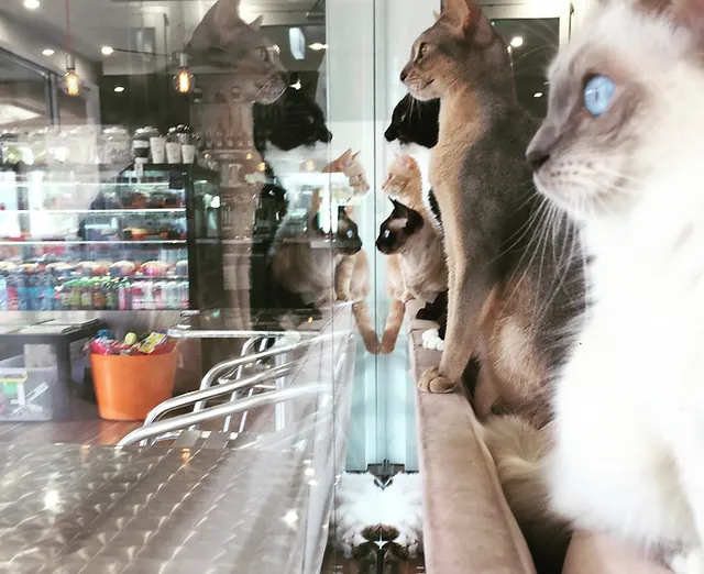 Crazy Cat Cafe About Crazy Cat Cafe About