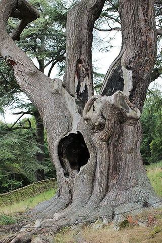 The hollow of the Harry Potter tree in Blenheim