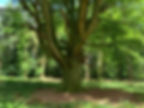 A smaller beech tree in the woods.
