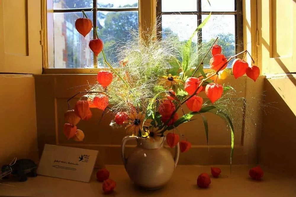 Lantern flowers on display in a vase
