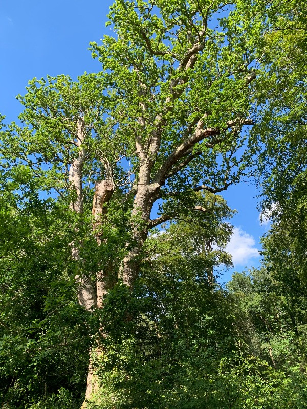 The top of the Knightwood Oak against a blue sky.