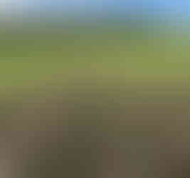 Rows of crops going up a huge field to woodland.