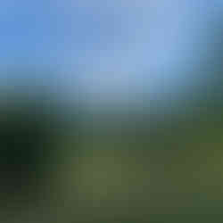 Beautiful scenery of the New Forest.