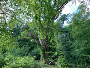 THE KNIGHTWOOD OAK - QUEEN OF THE NEW FOREST
