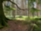 Half a tree trunk against a backdrop of tall pine trees in Grovely woods.