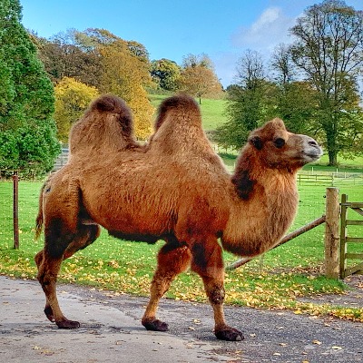 A camel walking across a road.