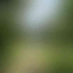 A thatched cottage at the end of a wooded path.