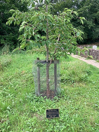 The Cherry Tree