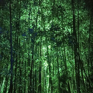 Green lights in bamboo