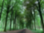 A view down a straight road surrounded by tall green trees.