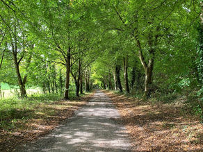 WALKS IN SALISBURY