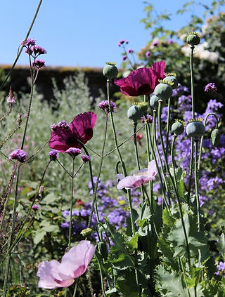 A close up of purple poppies and pink flowers