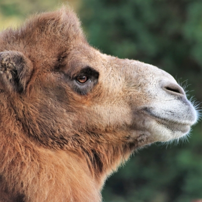 A close up of the camels face.