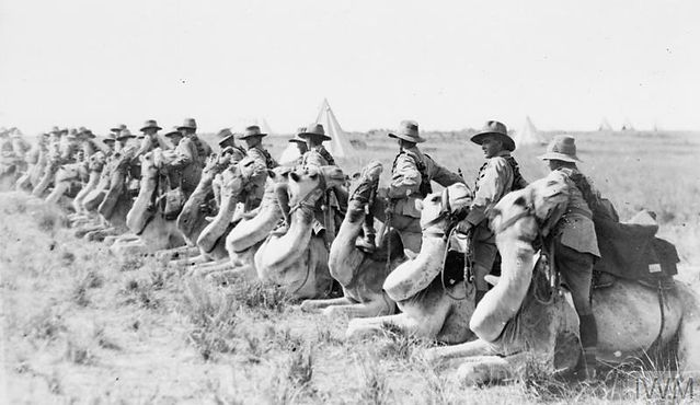 The Camel Corps in Palestine