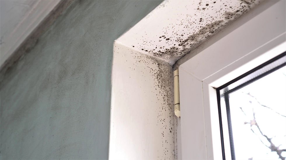 mold-feature-2-iStock-1179706829.jpg