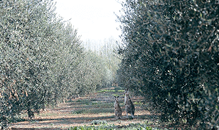 Olive trees in Australia