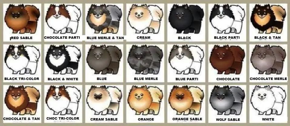 poms_color_chart-1.webp