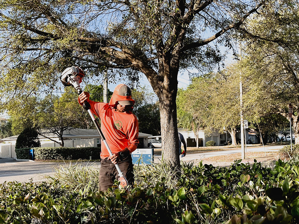 Sun Mullet Collab 2.jpg