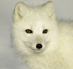 Endangered Arctic Fox