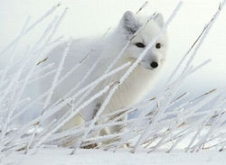 Endangered Arctic Fox