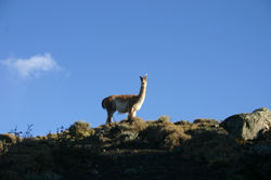 Guanaco Patagonia