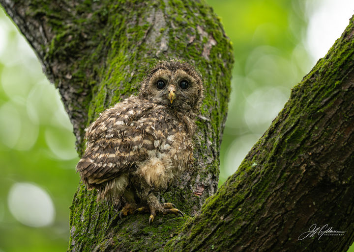 barred owletNZ8_6339-Enhanced-NR.jpg