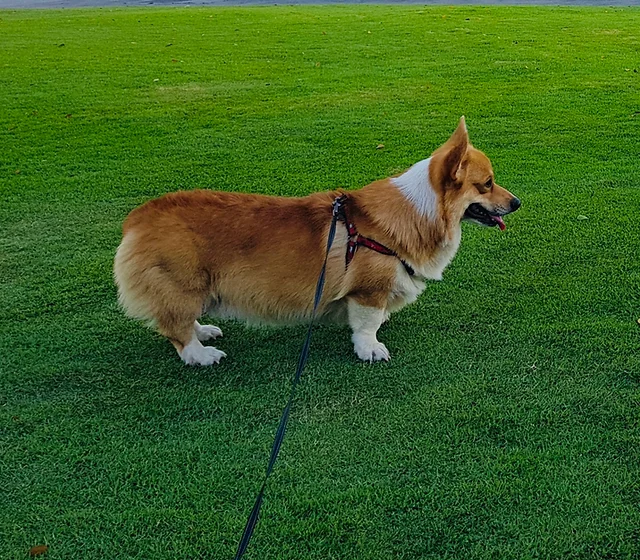 Quality Corgi Philippines Corgi Philippines