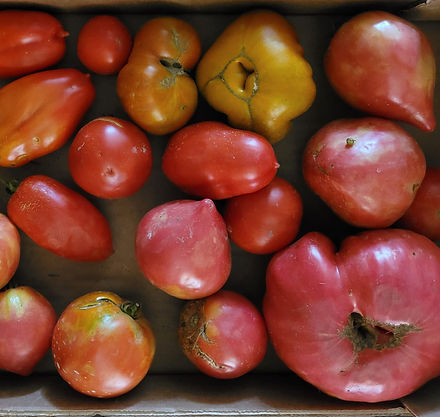 Recerca de varietats tradicionasl d'hrta i fruiters als pobles de la Serra de Montsant, Priorat