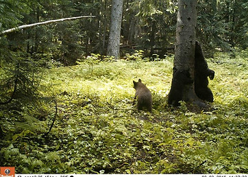 I took a picture of some bears