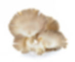 Oyster Mushrooms