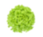 Freshly grown lettuce