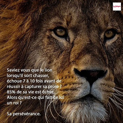 lion stay focus citation.jpg