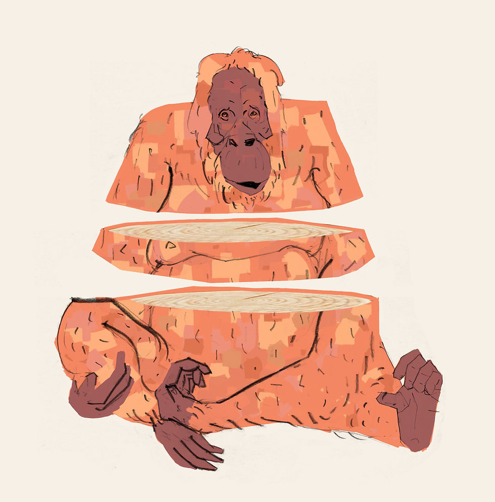 Deforestation Amazon Orangutan