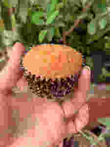 Strawberry cupcake recipe