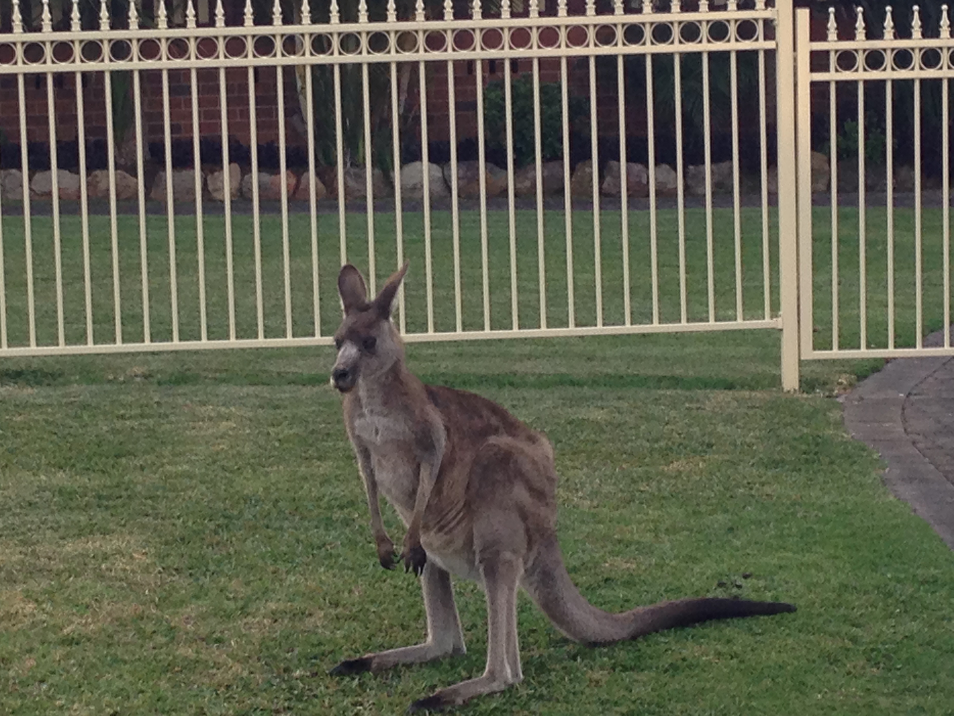 One of our kangaroo friends
