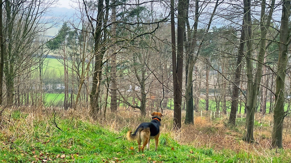 Small dog looking out over Cora’s Woodland forest.
