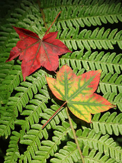 Automne