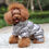 Miniaturbild: Winter Pet Kleidung Welpen Hund Kleidung vierbeinigen Baumwolle